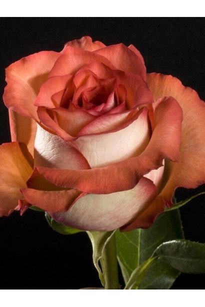 Hybrid tea rose Guinness 